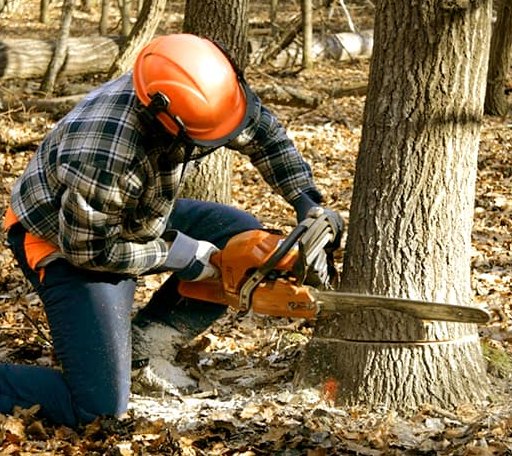 Tree Removal in New Hartford, IA